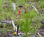 Timber Development