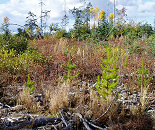 Pine Plantation