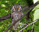 Wise Observer